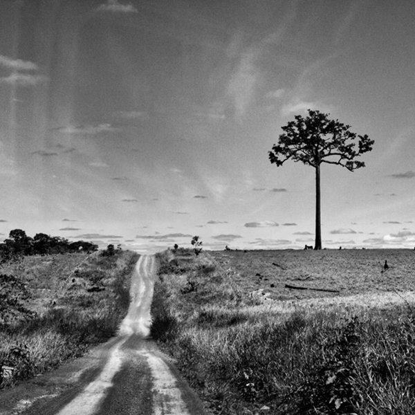 © pino ninfa-L’albero della noce brasiliana pur senza ecosistema è sopravvissuto agli incendi attivati per trasformare la foresta in terreno da pascolo- Cobijca Bolivia