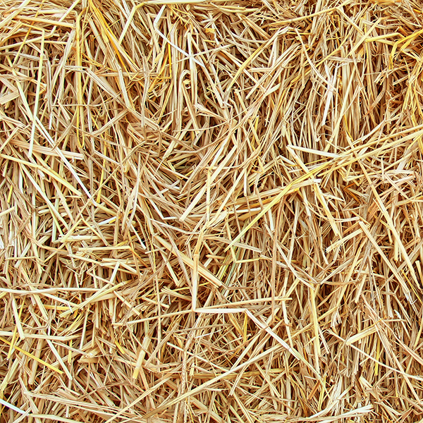 paglia di riso paglia di riso