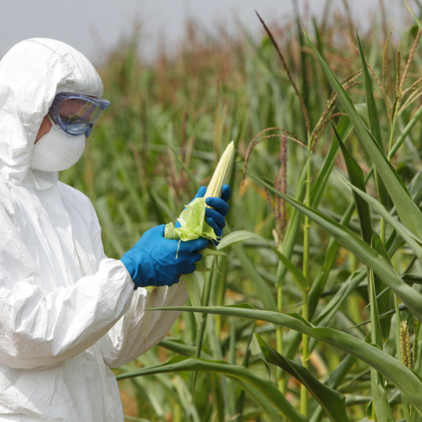 GMO,profesional in uniform goggles,mask and gloves examining corn cob on field