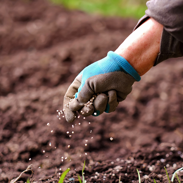 Senior woman applying fertilizer plant food to soil for vegetable and flower garden. Fertilizer and agriculture industry, development, economy and Investment growth concept.