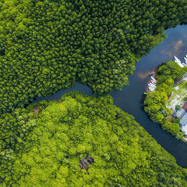 joel-vodell-BSlEq_yMQIE-unsplash (1) Mangrovie foresta