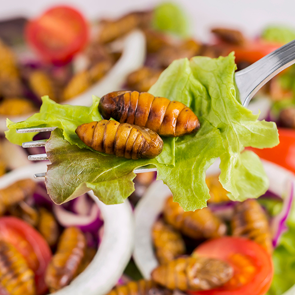 Food Insects: Worm insect or Chrysalis Silkworm fried for eating as food items on fork and in salad vegetable, it is good source rich of protein edible for future. Entomophagy concept.