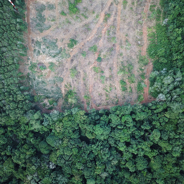 Deforestation.,Aerial,Photo,Of,Rain,Forest,Logging,In,Thailand