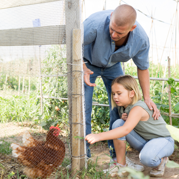 papà e bambina nutrono gallina