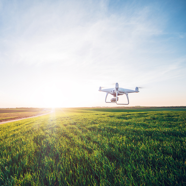 Drone,Quad,Copter,On,Green,Corn,Field